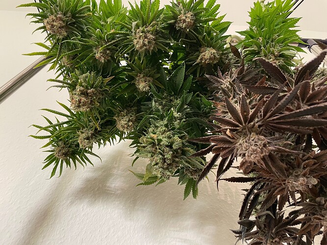 Growreport Bild 10
