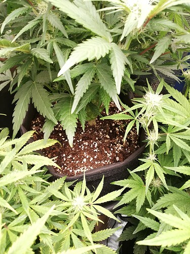 Growreport Bild 16