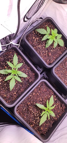 Growreport Bild 1