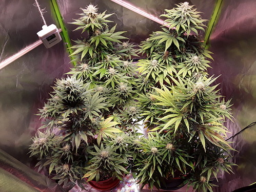 Growreport Bild 12