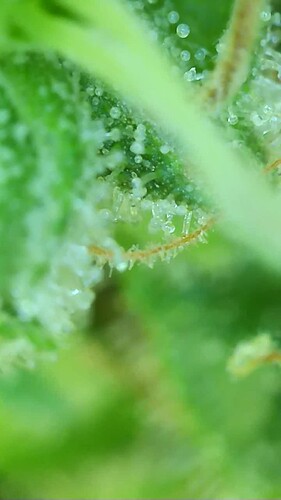 Growreport Bild 17