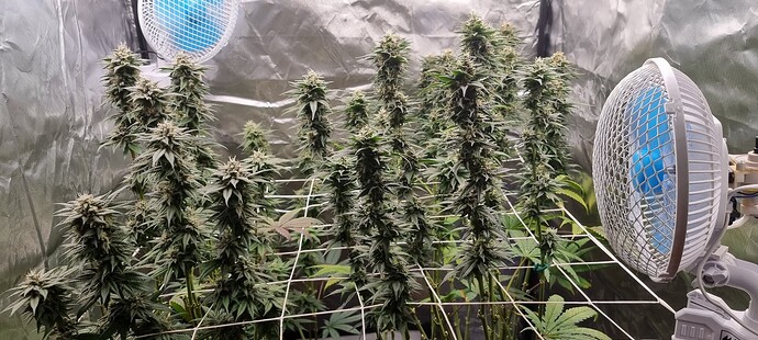 Growreport Bild 20
