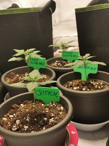 Growreport Bild 1