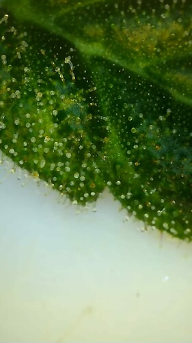 Growreport Bild 7