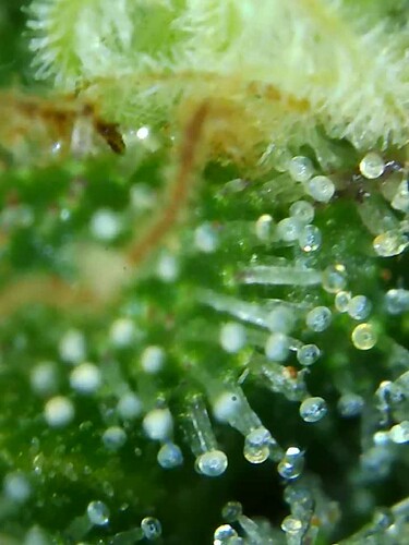 Growreport Bild 19