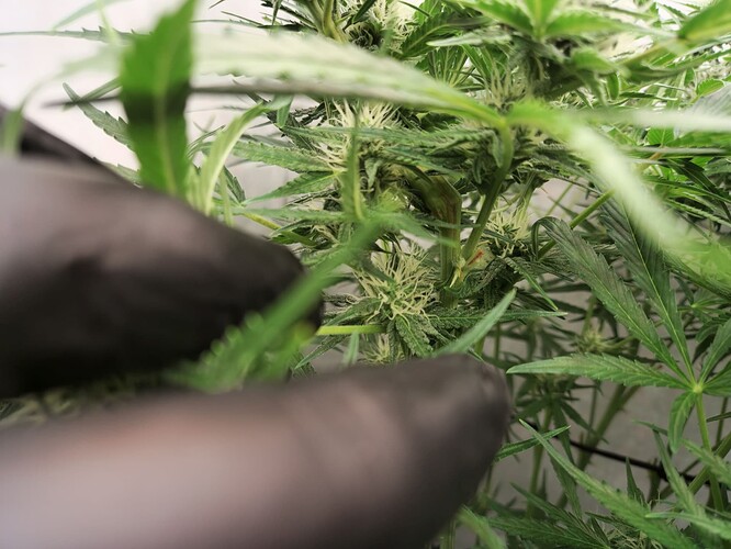 Growreport Bild 3