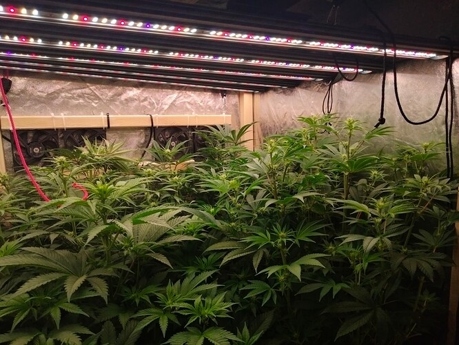 Growreport Bild 7