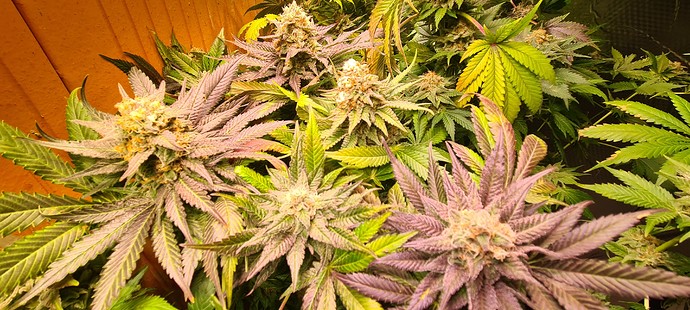 Growreport Bild 7