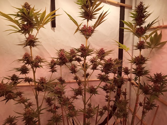 Growreport Bild 65