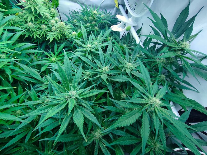 Growreport Bild 38