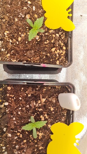 Growreport Bild 2