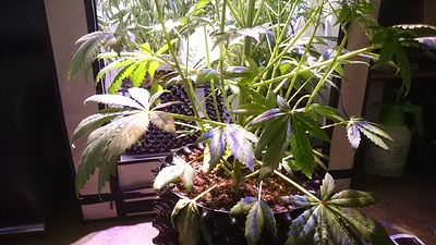 Growreport Bild 1