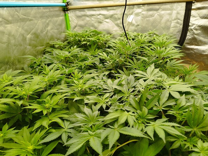 Growreport Bild 7