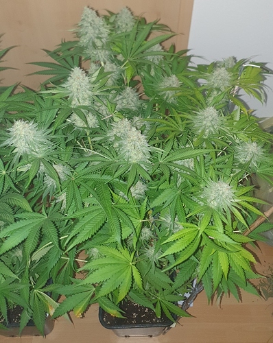 Growreport Bild 5