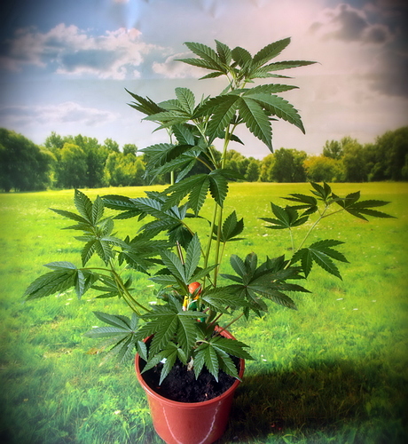 Growreport Bild 14
