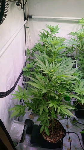 obscura1604343998373