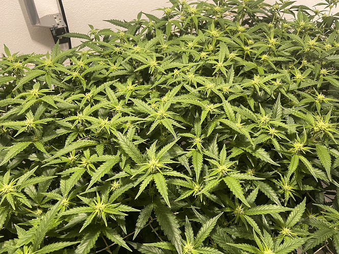 Growreport Bild 1