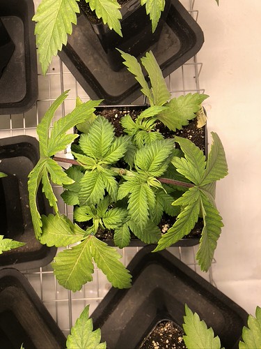 Growreport Bild 12