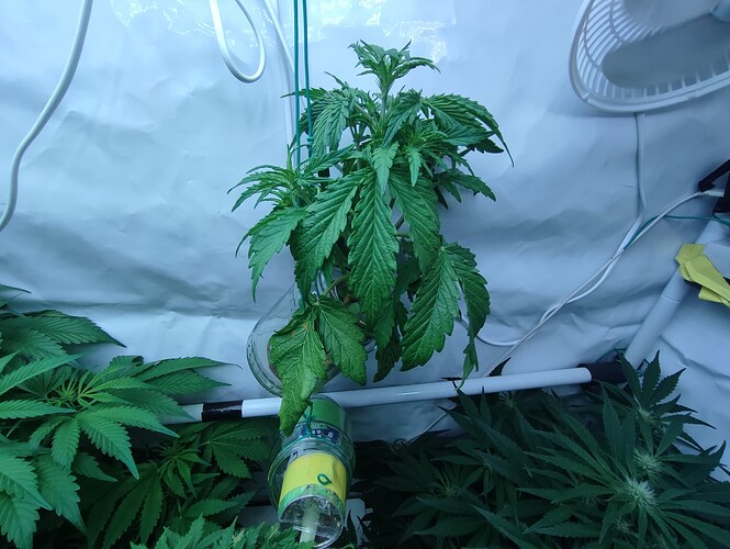 Growreport Bild 35