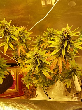 Growreport Bild 3