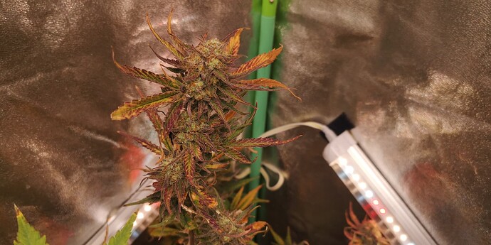 Growreport Bild 4