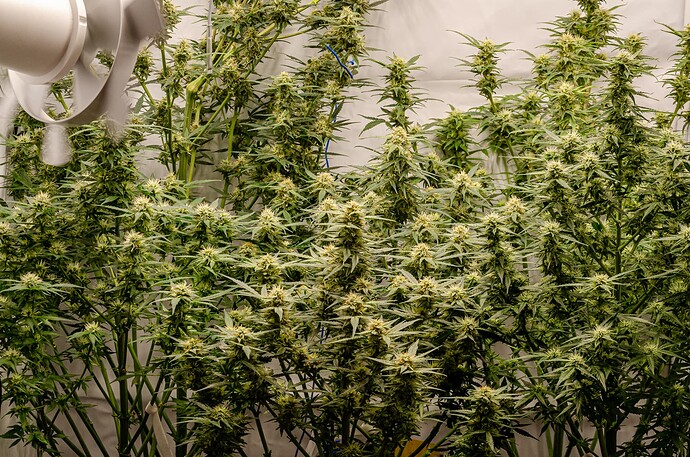 Growreport Bild 8