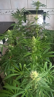 Growreport Bild 8
