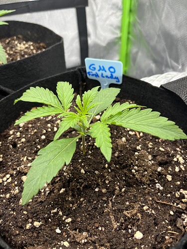 Growreport Bild 1