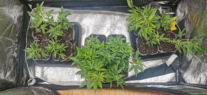 Growreport Bild 5