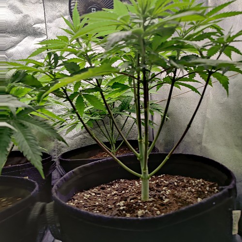 Growreport Bild 6