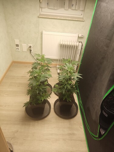 Growreport Bild 1