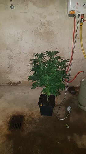Growreport Bild 4