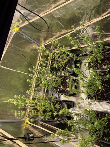 Growreport Bild 3