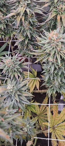 Growreport Bild 28