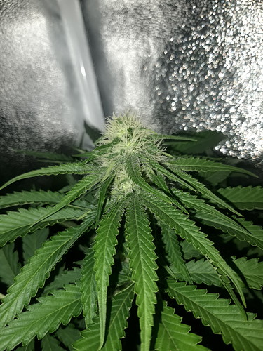 Growreport Bild 5