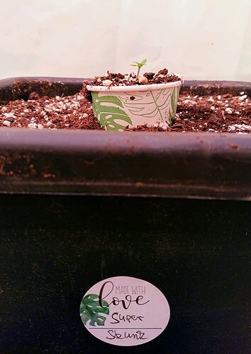 obscura1660212010530