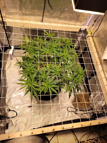 Growreport Bild 1