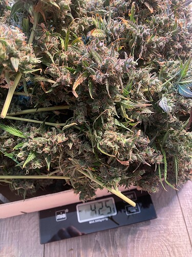Growreport Bild 2