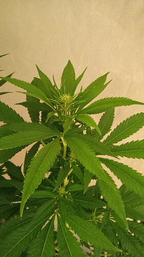 Growreport Bild 44
