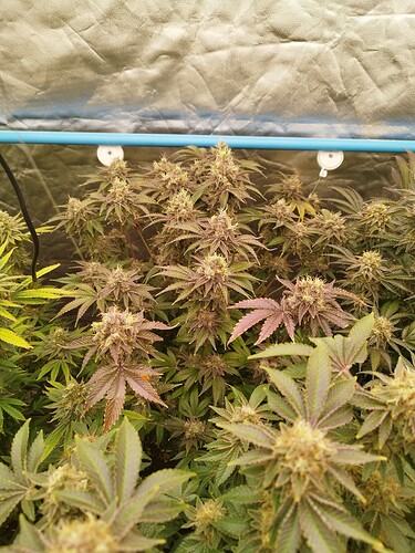 Growreport Bild 4