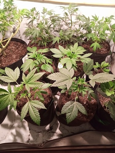 Growreport Bild 71