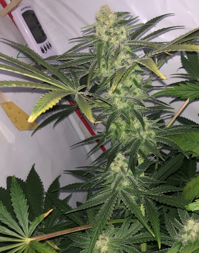 Growreport Bild 2