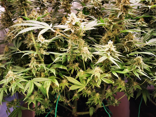 Growreport Bild 5
