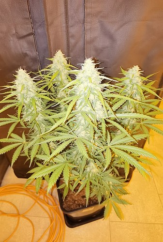 Growreport Bild 24