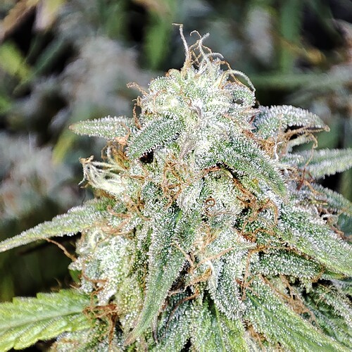 Growreport Bild 51