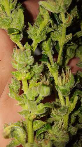 IMG-20210421-WA0004