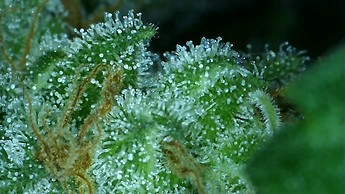 Growreport Bild 27