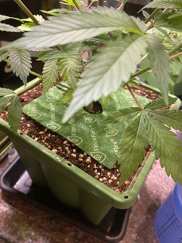 Growreport Bild 2