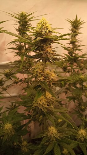 Growreport Bild 25