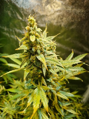 Growreport Bild 7